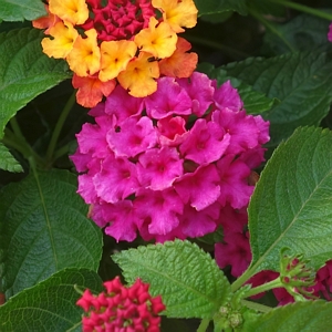 Lantana Bloomify Rose